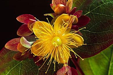 《漫威蜘蛛侠2》媒体赞誉宣传片 扣人心弦的大作